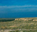 woodland in the Great Plains.